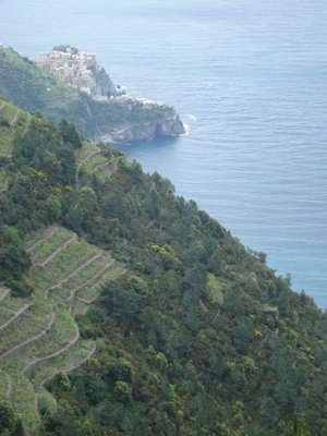 climbing out of manarola--terraced vinyards, olive groves, steep hills, and these wild towns that look like they were thrown into place on the coast