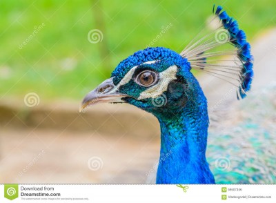 bright-head-peacock-blue-feathers-top-soft-focus-male-blue-peacock-head-blurred-background-59507346.jpg