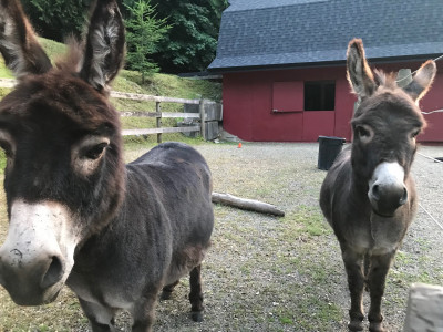 Ali and Grayson (miniature donkeys).jpg