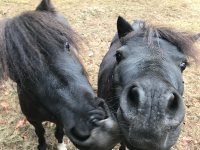 miniature horses.jpg