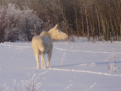 white-moose.jpg